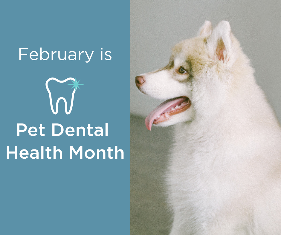 February is Pet Dental Health Month