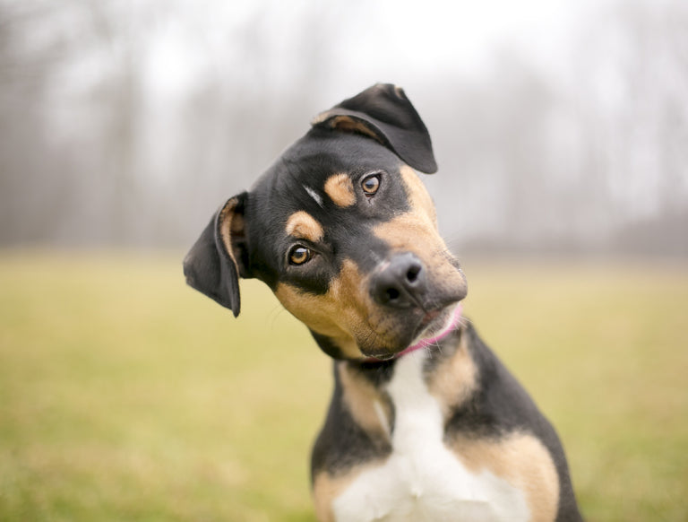 DCM AND THE PUSHBACK...FACTS YOU SHOULD KNOW!