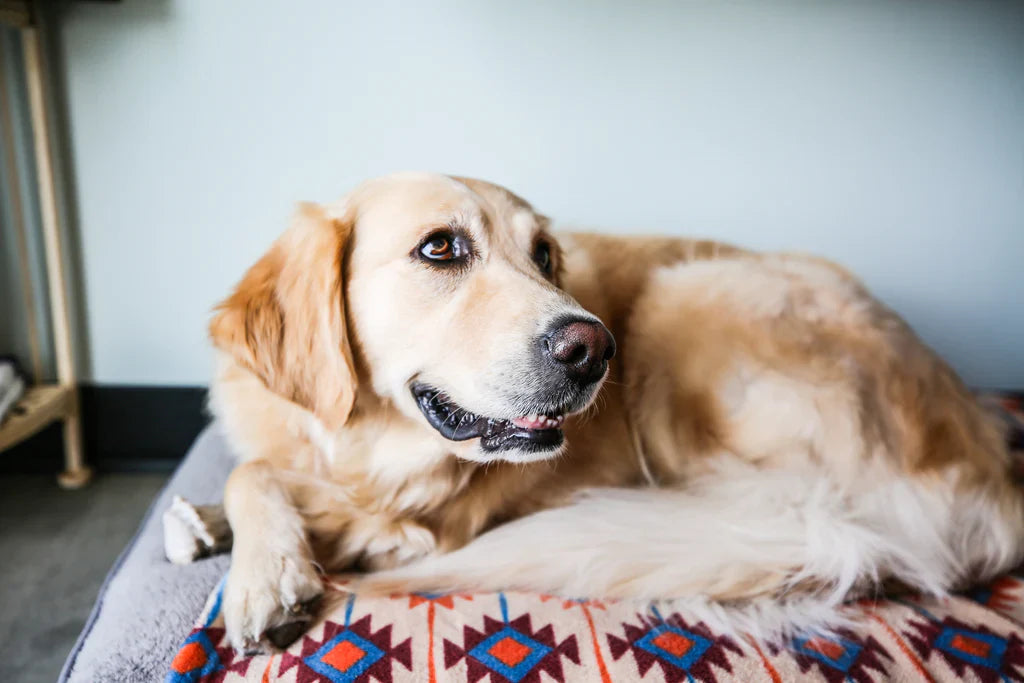 May Is National Pet Month!!