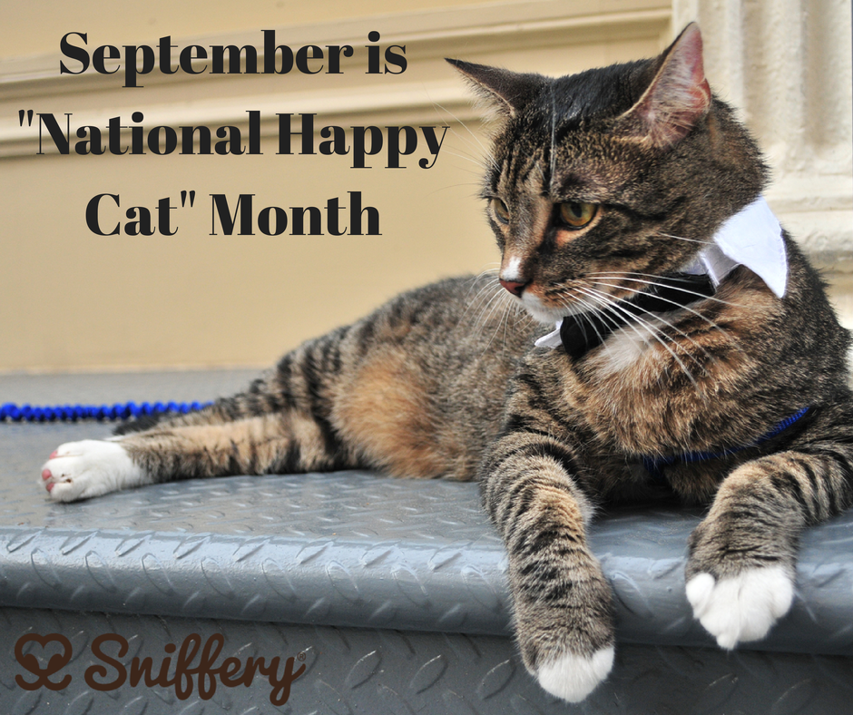 Happy Cat Appreciation Month!