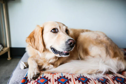 May Is National Pet Month!!