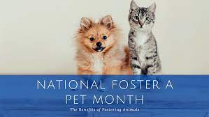 National Foster a Pet Month