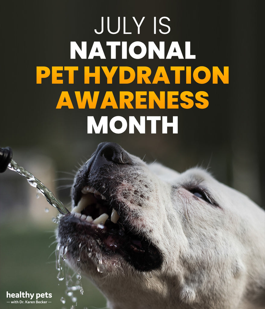 July Is Pet Hydration Month!!