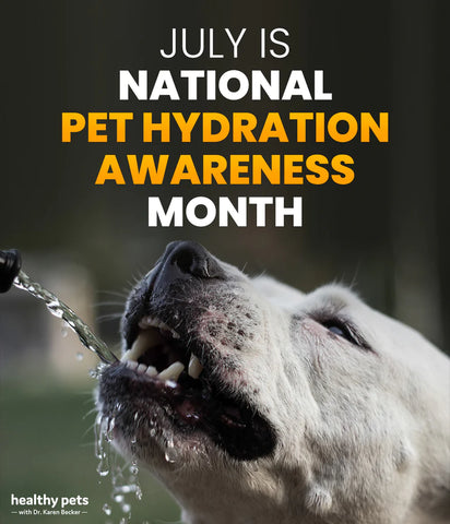 July is Pet Hydration Month