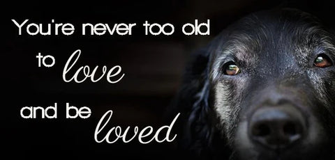 November is Adopt A Senior Pet Month!